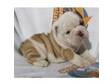 Itelligent and Pretty englih bulldog puppies. Goldie....