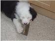 old english sheep dog puppy