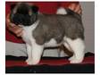 Akita Puppies