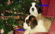 Adorable st bernard puppies for x mass