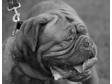 *1 YR OLD dogue de bordeaux bitch for sale *due to no....