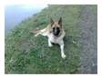 German shepherd 11months,  old black & gold big girl with....