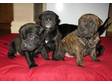 STAFFORDSHIRE BULL Terrior/ Shar Pei Cross Puppies for....