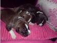 brindle staf pupies (£275). gorgeous big boned brindle....