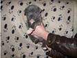 blue staff puppy kc registered) (£550). blue staff puppy....