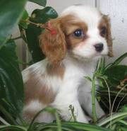 Adorable Cavalier King Charles Puppies