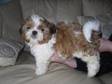 Pedigree KC Registered Shih Tzu Puppies in WIGAN,  LANCS