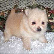 Gorgeous~Healthy Pomeranians Puppies for for X Mas