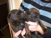 staffy cross rottie pups need new homes for xmas