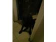 6 MONTH old chocolate lab,  fully inoculated male with a....