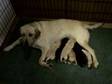 Pedigree KC Registered Labrador Retriever Puppies in Chelmsford,  Essex