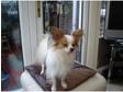 papillon dog