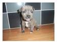 blue staffordshire bull terrier puppie. 1 blue/thorn....