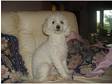 beautiful kc reg 2yr bichon girl