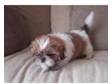 Shih Tzu Puppies. Lovely tan & white Shih female puppy....