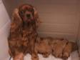 Pedigree KC Registered Cavalier King Charles Spaniel Puppies in Derby