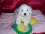 Teacup Maltese puppies