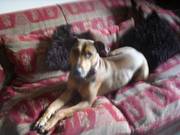 FREE - Doberman x Rodeshian Ridgeback