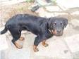 Rottweiler (£150). Rottweiler 7 months old good nature....