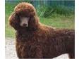 Stunning Chocolate and Stunning White Standard Poodles at Stud