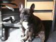 FRENCH BULLDOG FOR STUD. Dexter is a gorgeous French....