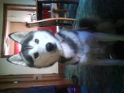 Beautiful Siberian Husky male £350