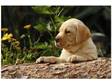 PEDIGREE LABRADOR PUPPIES Chocolate,  Yellow,  Fox red &....