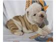 BEAUTIFUL English Bulldog Puppies!!