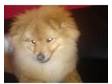 6 months old Pomeranian. Hi im sellin a very lovely 6....