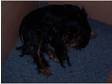 3 kc reg black and tan cavalier king charles spaniel pups 2 girls 1 boy