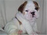 Adorable English Bulldog Puppies for Sale