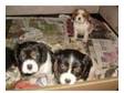 Cavalier King Charles puppies for sale , 1 blenheim....