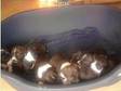 Staffordshire Bull Terrier Pups (£250). 7 Staffordshire....