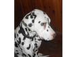 Gorgeous Dalmatian boy available through no fault of his