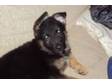 german shehard puppy. 9 week old german shephard puppy....