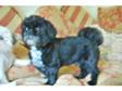 kc reg shihtzu availiable for stud