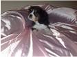 cute cavalier king charles puppies