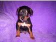 MINI PINSCHER Pups for sale Mini Pinscher pups for sale.....