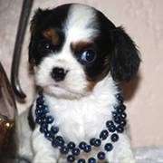 1 female Cavalier King Charles Spaniel available