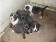 blue staffordshire bull terrior pups. 6 Quality blue....