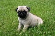 This pug puppy is ACA registered,  vet checked