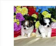 Litter Trained Chihuahua Puppies For Sale