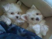 Outstanding Maltese Puppies