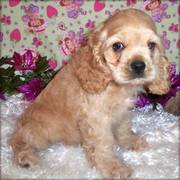 Quality kc buff cocker spaniel puppy for a good home