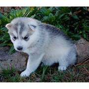 KC Blue Eyed Siberian Husky Male and Female For rehoming