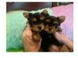 Buddy is a very sweet Yorkie Puppy. Buddy is a very....