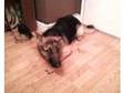 German shepherd for sale. We have a 13mth old german....