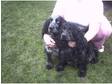 gorgeous litter of cocker spaniels