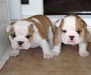 gorgeous rehoming english bulldogs puppies