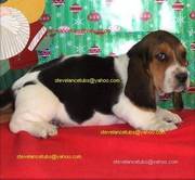 Basset Hound health guaranteed